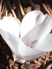 Calochortus minimus
