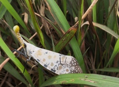 Pyrops watanabei