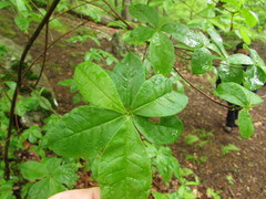 Rhododendron periclymenoides