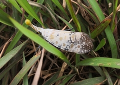 Pyrops watanabei