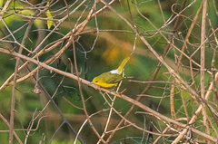 Aegithina lafresnayei