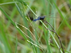 Rhyothemis triangularis