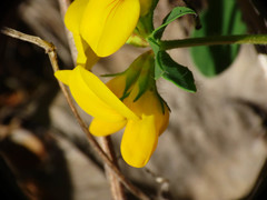 Lotus corniculatus corniculatus