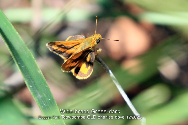 Grass Darts and Darters from Toowoomba QLD, Australia on December 23