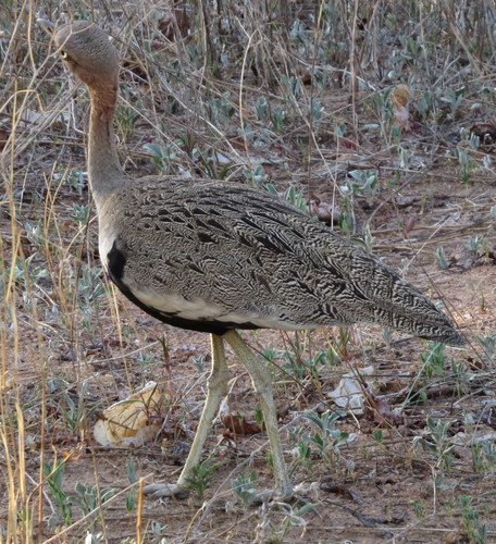 Lophotis gindiana