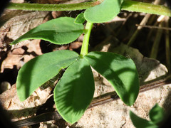 Lotus corniculatus corniculatus