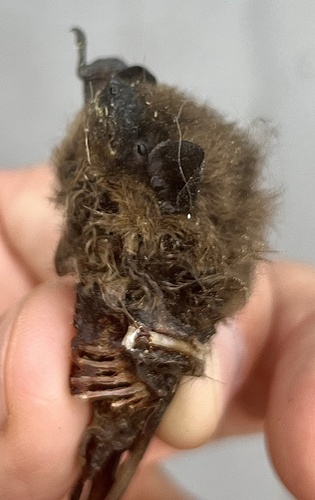 Evening Bat