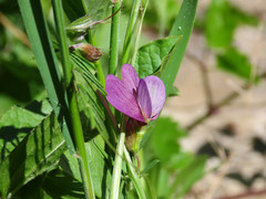 Vicia peregrina