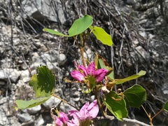 Bauhinia macranthera