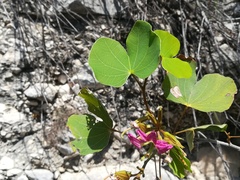 Bauhinia macranthera