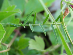Vicia peregrina