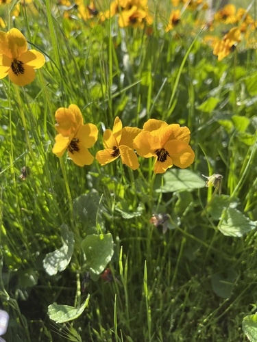 iNaturalist observation photo of California Golden Violet