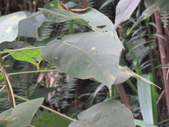 Acalypha stachyura