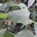 Acalypha stachyura 3