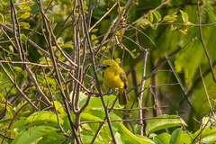 Aegithina lafresnayei