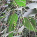 Acalypha stachyura 4