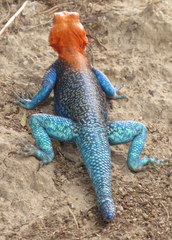 Agama dodomae