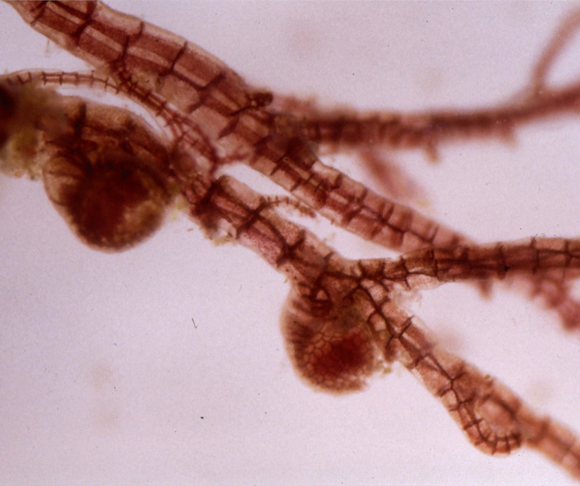 Polysiphonia pacifica