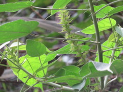 Acalypha stachyura