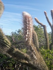 Pilosocereus gaumeri