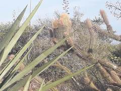 Pilosocereus gaumeri