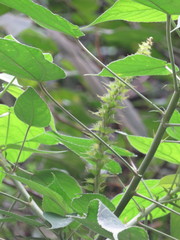 Acalypha stachyura