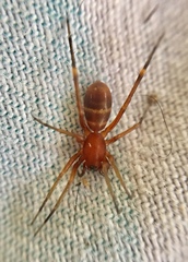 Castianeira trilineata