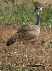 Eupodotis senegalensis