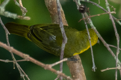 Aegithina lafresnayei