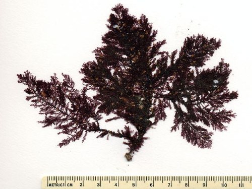 Ptilota filicina