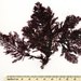 Ptilota filicina - Photo (c) Gary W. Saunders, University of New Brunswick,  זכויות יוצרים חלקיות (CC BY-NC-SA)