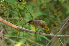 Pycnonotus finlaysoni