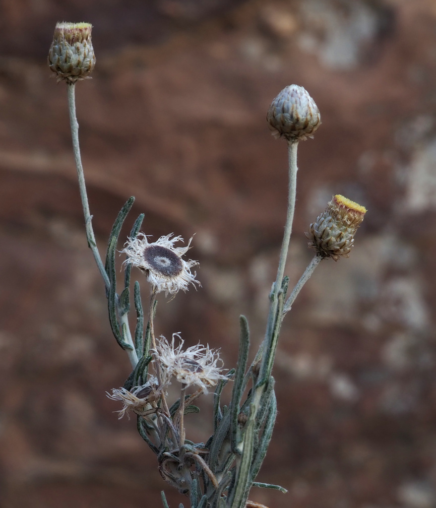 Phagnalon nitidum