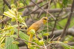 Pycnonotus finlaysoni