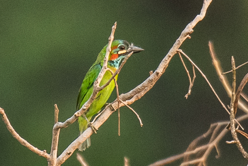 Subspecies Psilopogon duvaucelii orientalis · iNaturalist
