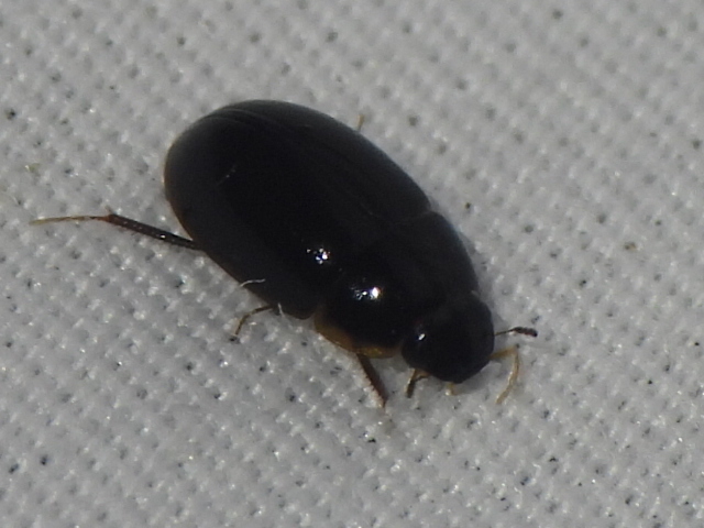 Cymbiodyta beckeri