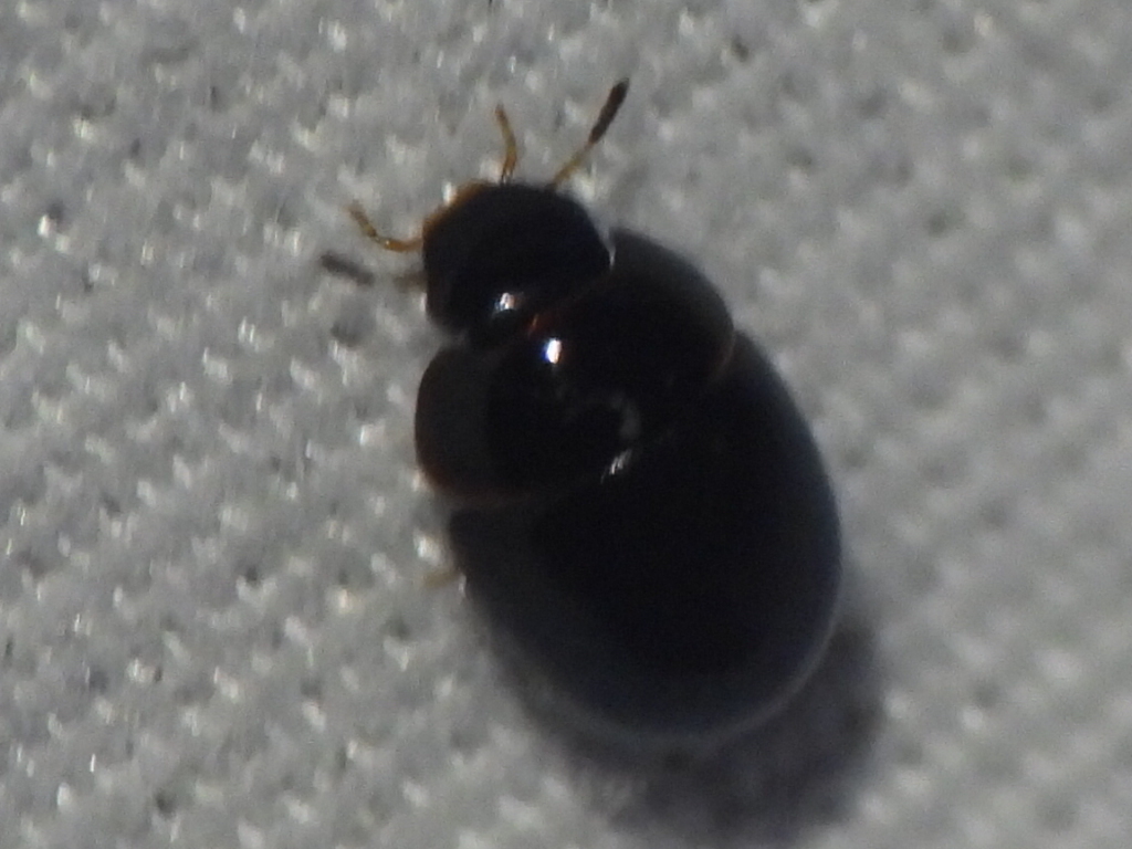 Phaenonotum exstriatum