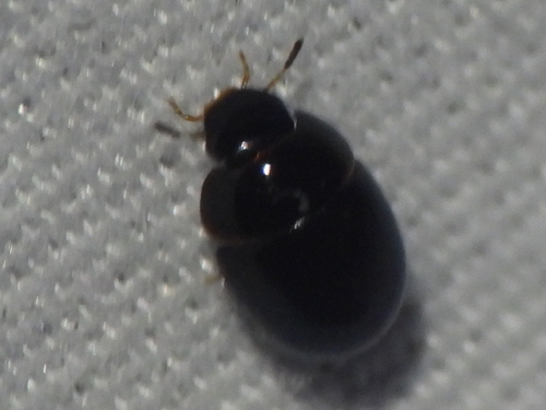 Phaenonotum exstriatum