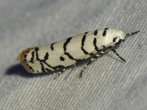 Ladder-backed Ethmia Moth photo 5