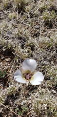 Calochortus ambiguus