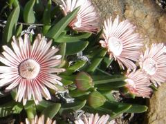 Acrodon subulatus