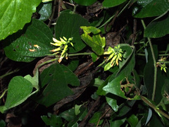 Pueraria montana lobata