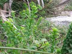 Pseudoselago peninsulae