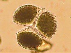 Geothallus tuberosus