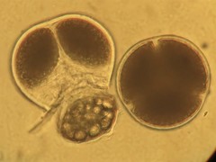 Geothallus tuberosus