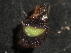 Geothallus tuberosus