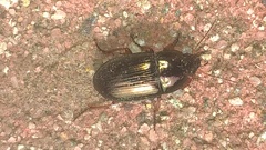 Amara familiaris