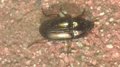 Amara familiaris