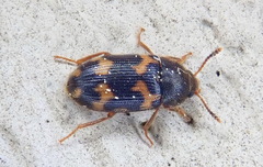 Mycetophagus obsoletus