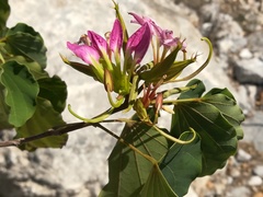 Bauhinia macranthera